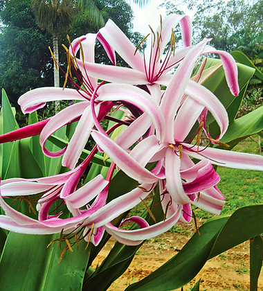 Açucena – essência floral – Florais da Amazônia