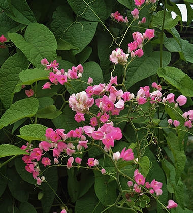 Amor Agarradinho – essência floral – Florais da Amazônia