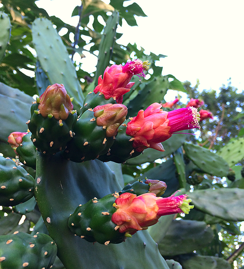Cactus Palma – essência floral – Florais da Amazônia