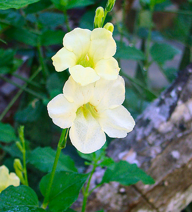Oxum Amarela – essência floral – Florais da Amazônia